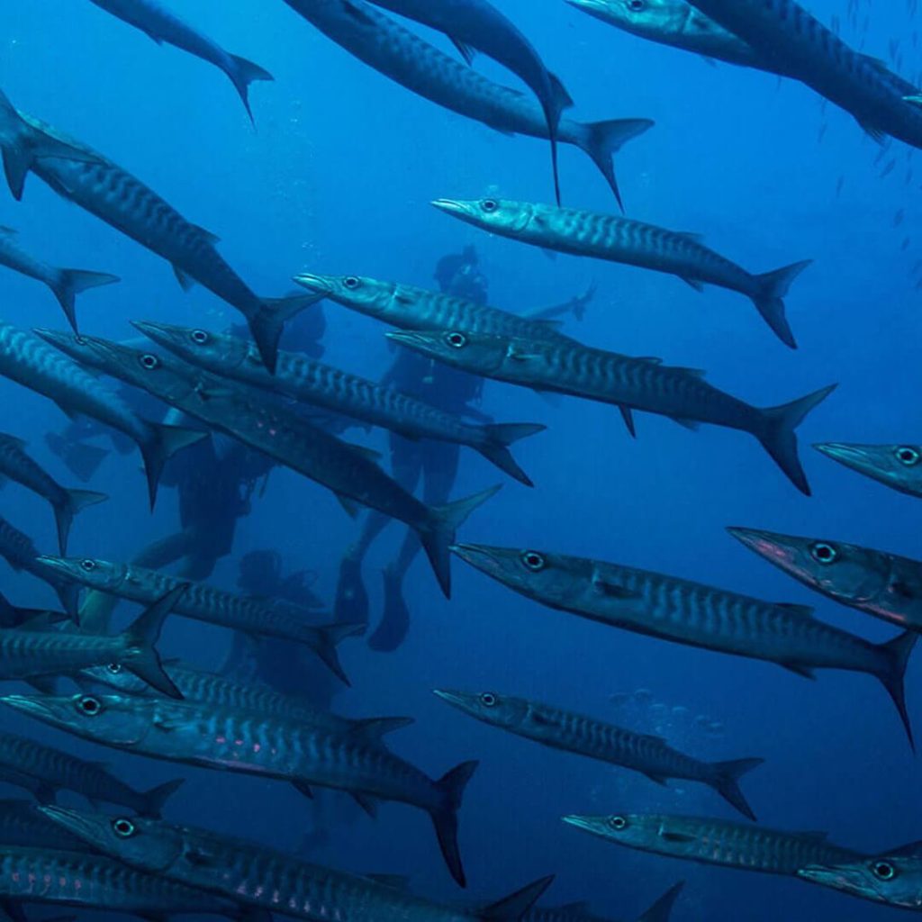 Barrakuda sukellus phuketissa