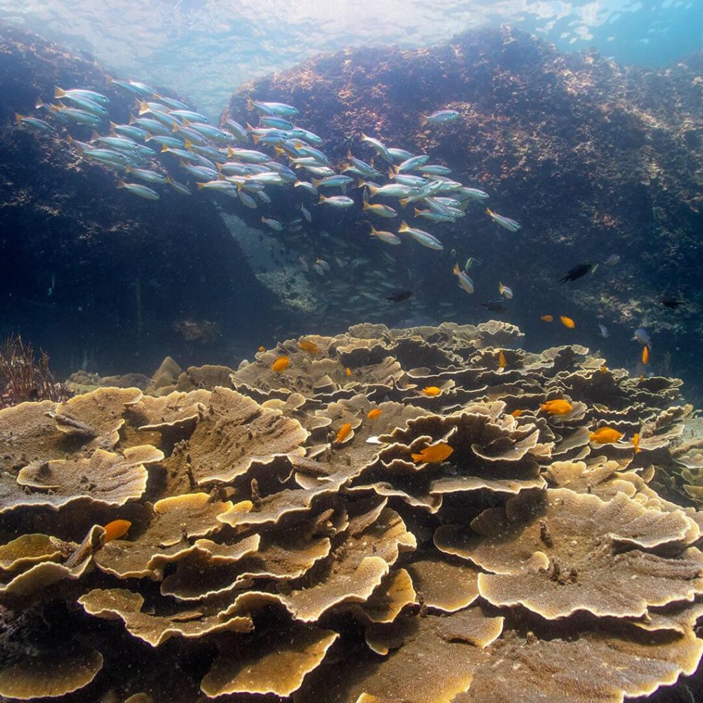 Korallit, koralliriutta, sukellus, Phi Phi, sukellus thaimaassa