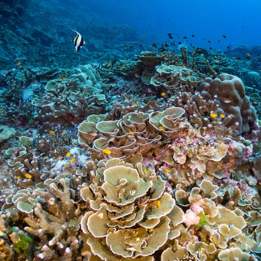 Koh Bon bay